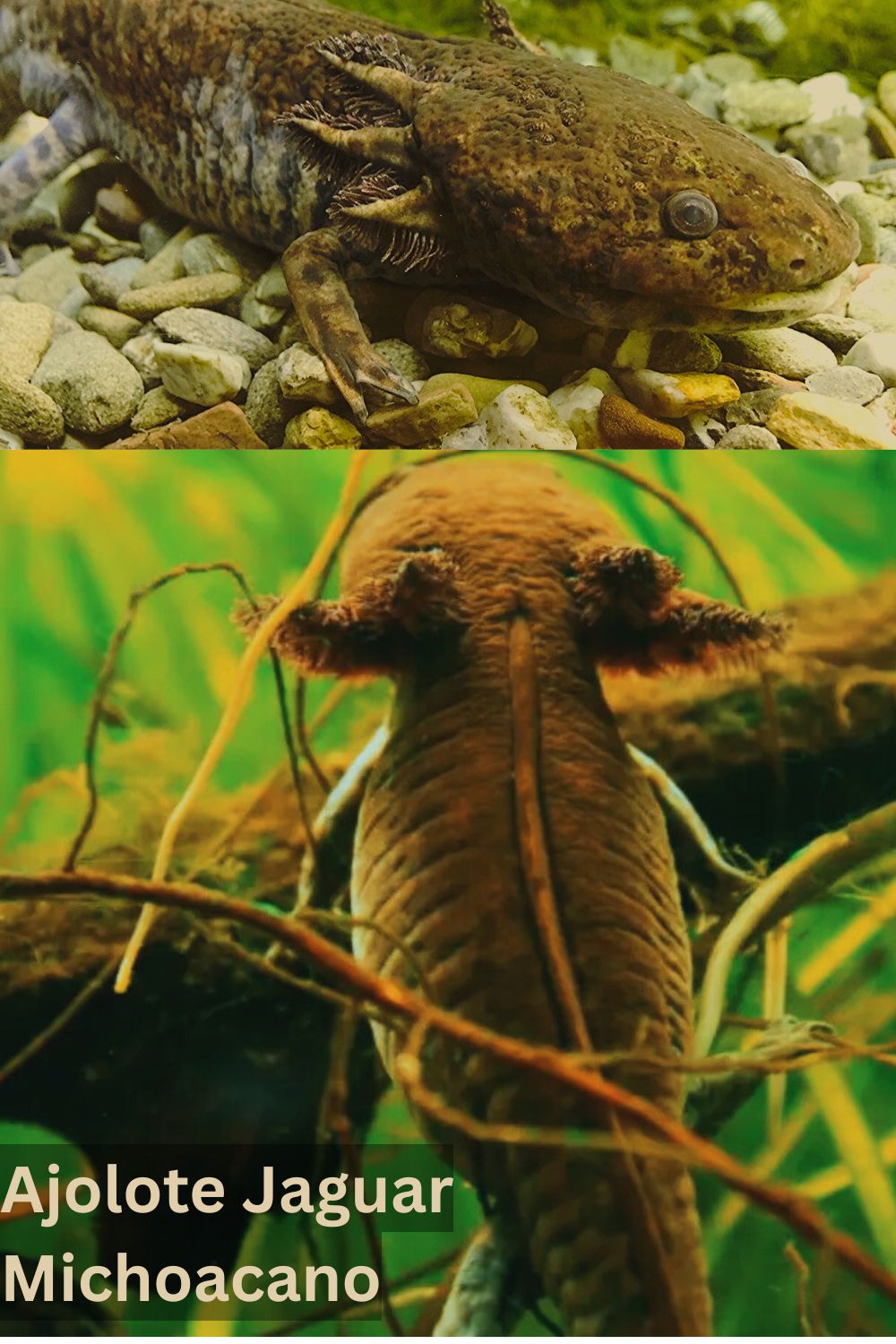 Ajolote Jaguar Michoacano