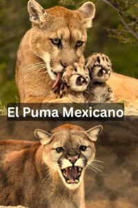 El Puma Mexicano