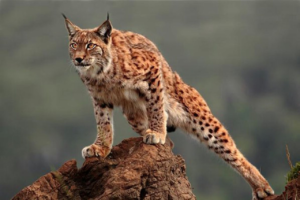 Lince Rojo