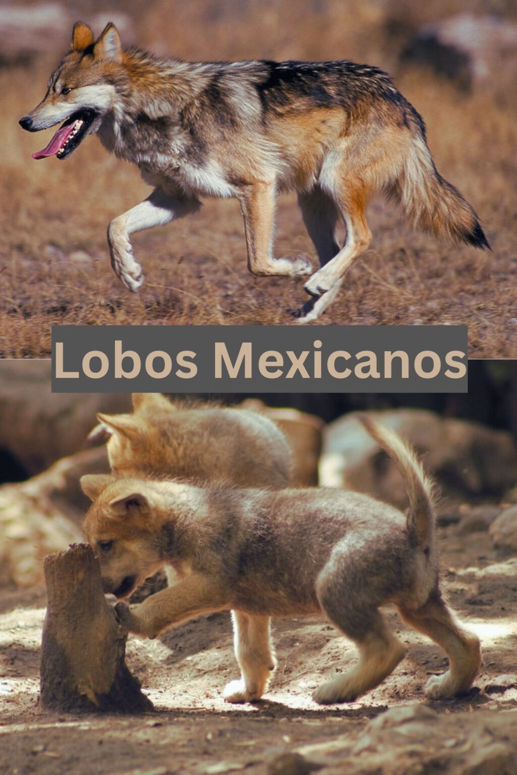 Lobos mexicanos