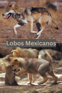 Lobos mexicanos