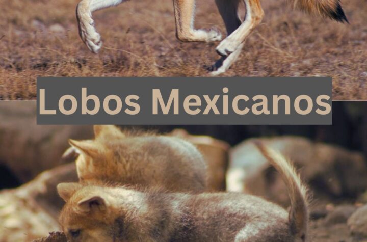 Lobos mexicanos