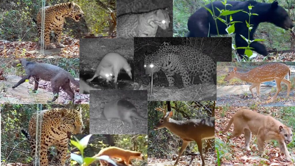 La biodiversidad espléndida de la Sierra Madre de Nuevo León