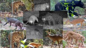 La biodiversidad espléndida de la Sierra Madre de Nuevo León