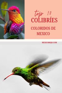 Top 10 colibríes de México