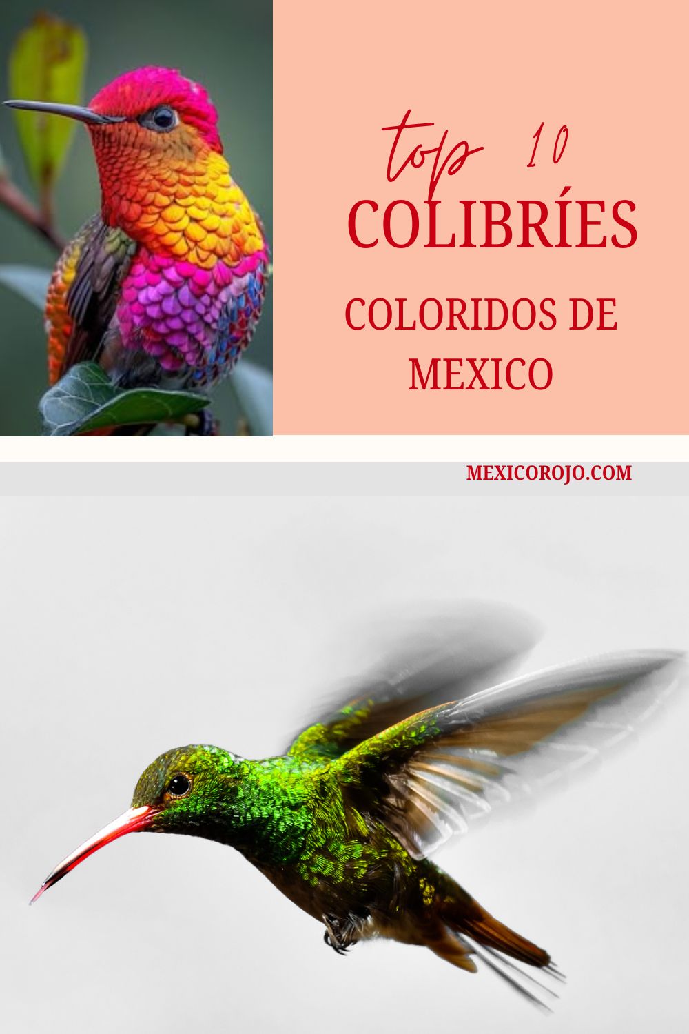 Top 10 colibríes de México