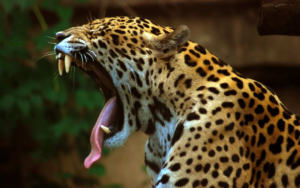 Felino Sagrado de la Selva Lacandona. Fuente: Forbes
