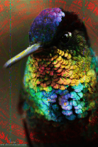 colibrí rueda de tiempo