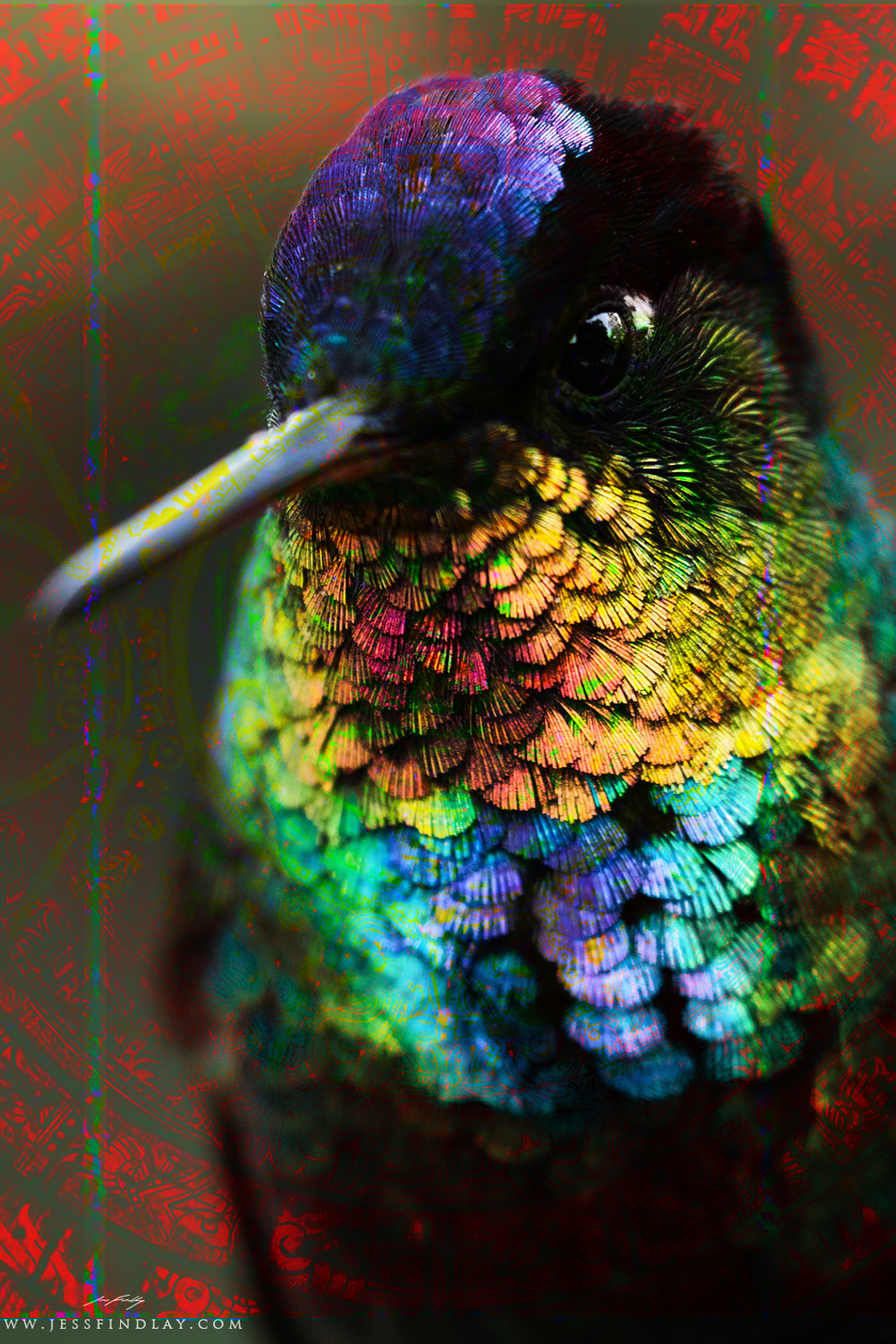 colibrí rueda de tiempo