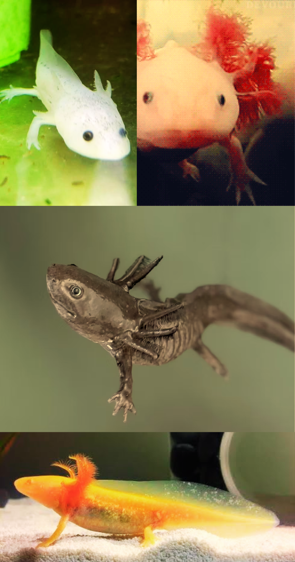Ajolotes de Colores