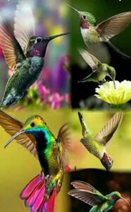 Colibríes bellísimos