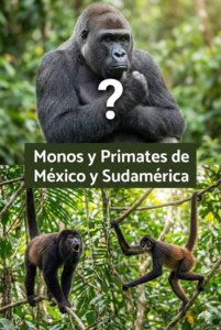 Monos y Primates México y Sudamérica