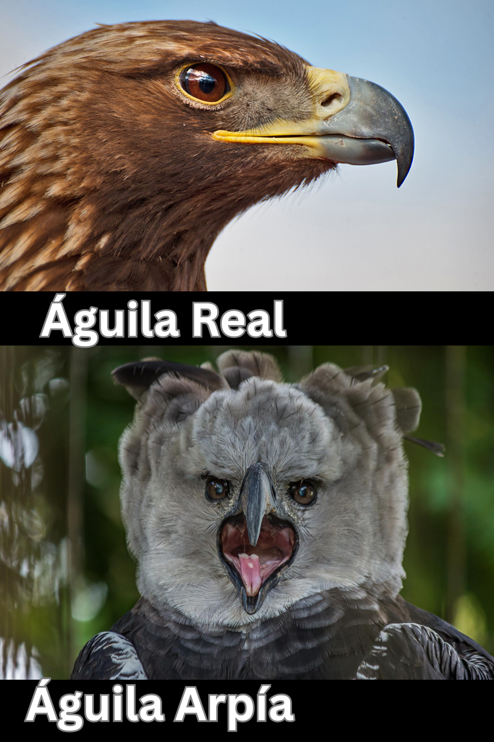 Águilas Mexicanas ( Águila Real y Águila Arpía)