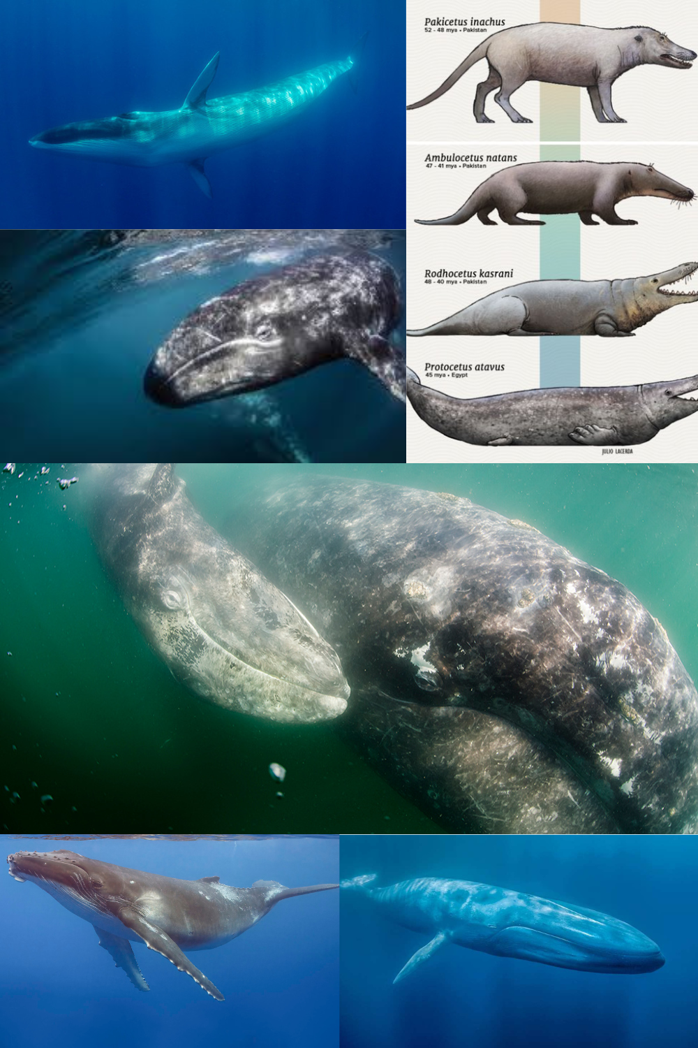 Ballenas Mexicanas en México