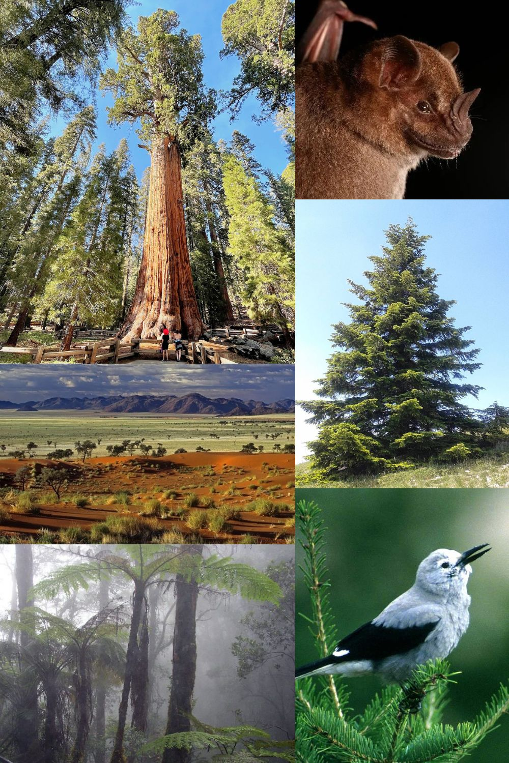 Bosques de Norteamérica