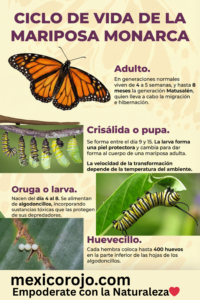 Ciclo de Vida de la Mariposa Monarca
