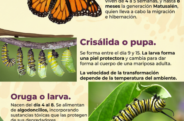 Ciclo de Vida de la Mariposa Monarca