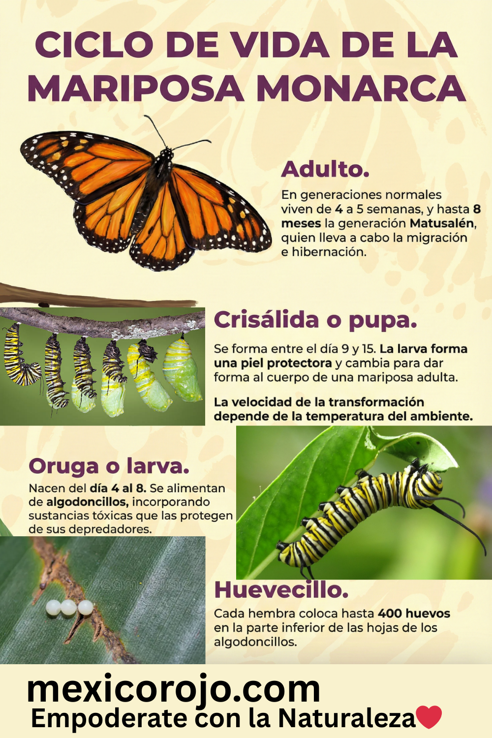 Ciclo de Vida de la Mariposa Monarca