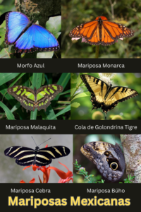 Mariposas Mexicanas