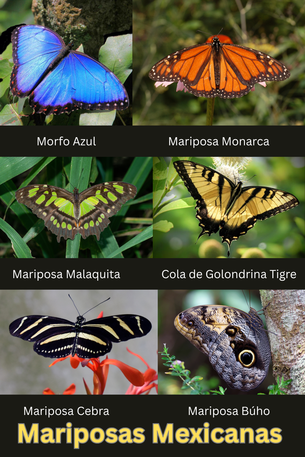 Mariposas Mexicanas