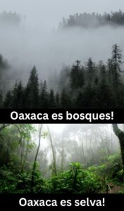 Oaxaca es bosques, y selvas- Ecosistemas Oaxaqueños