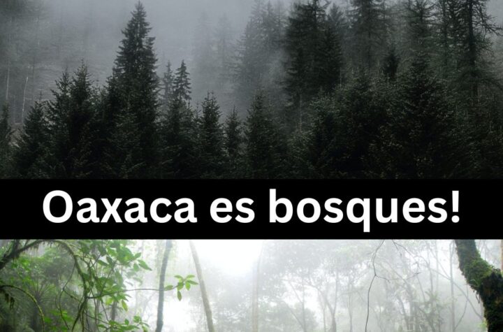 Oaxaca es bosques, y selvas- Ecosistemas Oaxaqueños