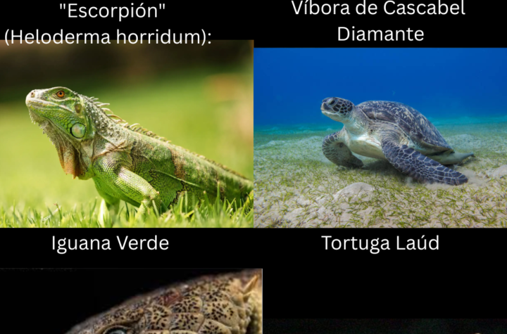 Reptiles Mexicanos