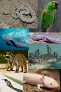 Animales Endémicos de México: