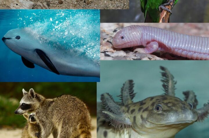 Animales Endémicos de México: