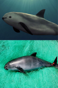 Vaquita Marina Mexicana