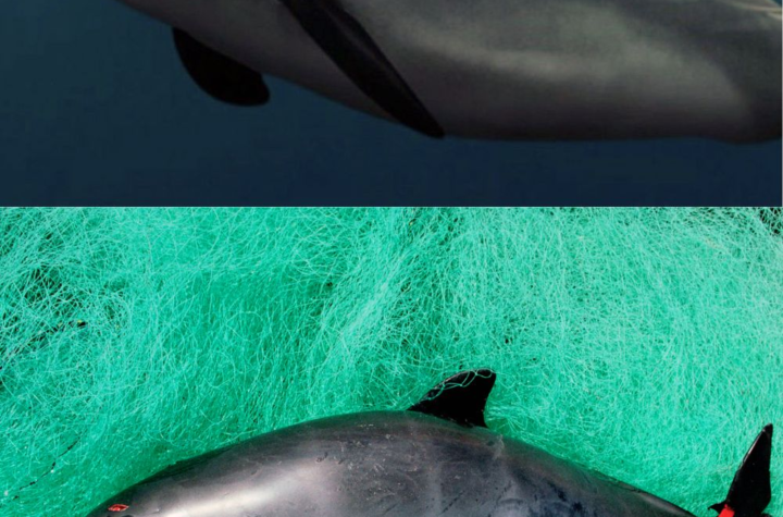 Vaquita Marina Mexicana