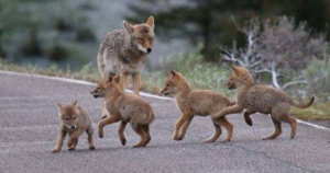Coyote Madre con crías
