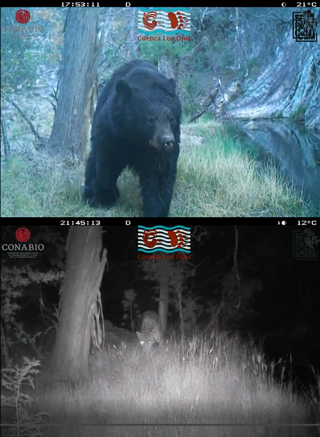 Jaguar y Oso negro: Sonora