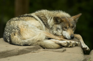 Lobo mexicano en cautiverio.