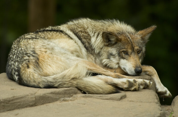 Lobo mexicano en cautiverio.