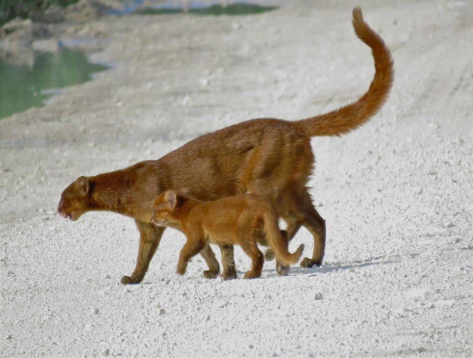 Madre Jaguaundi y cría