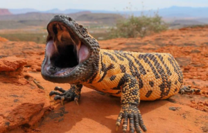 Monstruo de Guila