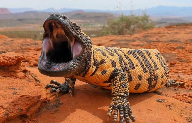 Monstruo de Guila
