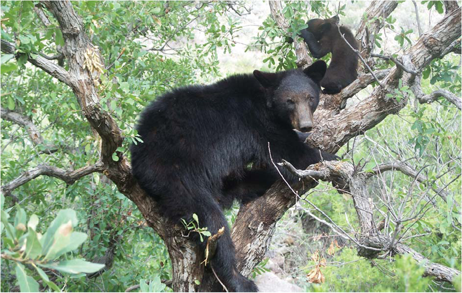 Oso Negro -UANL