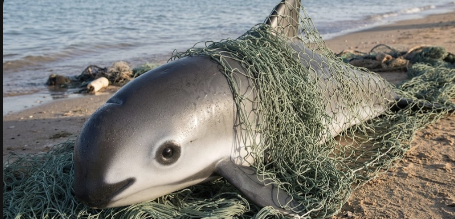 Vaquita Marina atrapada en redes de pesca