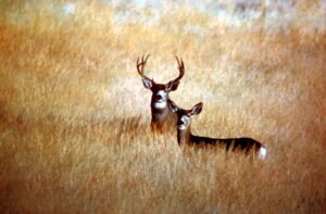 Venado Bura o Muleto